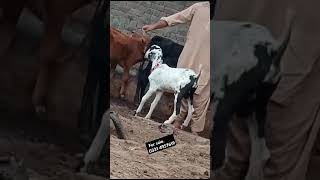 Bakra for sale bakra animals cuteanimal shortvideo shorts [upl. by Melony116]