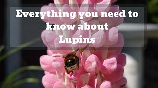 All you need to know about Lupins  Detailed guide on care amp pruning Gardening with Doug EP1 [upl. by Mylander181]