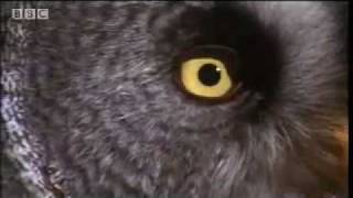 The Great Grey Owls locating and capturing prey solely by sound [upl. by Acinot]