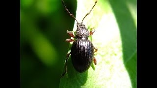 Otiorhynchus ovatus  Weevil  Rüsselkäfer [upl. by Trill]