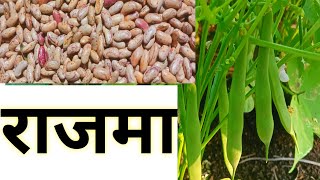 राजमा की खेती 44 दिन के बाद 🌿 राजमा की खेती की पूरी जानकारी 🌿 Rajma ki kheti 🌿 [upl. by Asseral]