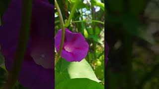 ipomoea purpurea flowers 🌸 nature [upl. by Iveson]