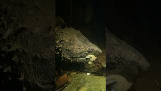 Alligator Snapping Turtle CRUSHES Clams [upl. by Naamann]