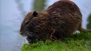 Muskrats eating food in the river [upl. by Anyar]