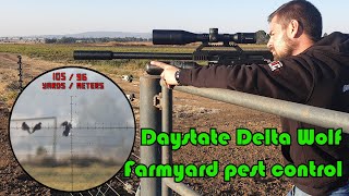 Daystate Delta Wolf pest control [upl. by Rhoda]