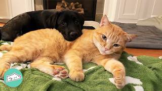 Bossy Cat Ruled The House Until Baby Lab Changed Everything  Cuddle Buddies [upl. by Evslin390]