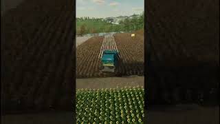 Cotton Harvest Time Lapse fs22 farmingsimulator22 shorts [upl. by Atsed]