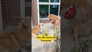 🐕Tobo और Tommy की Friendship  mini wood toy  woodworking art skills  hand crafts shorts [upl. by Jarl]