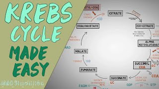 KREBS CYCLE MADE EASY  Krebs cycle Simple Animation Carbohydrate Metabolism Lesson [upl. by Ekim]