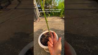 moringa tree nutrition healthy healthyfood gardengardening backyardgardening green [upl. by Ormond]