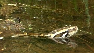 Python stalks Alligator 04  Time Lapse  Dangerous Animals in Florida [upl. by Onafets]