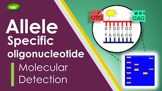 Allelespecific oligonucleotide  Immune System  Antigen  Detection  Basic Science Series [upl. by Nenad]