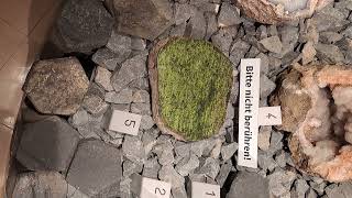 Banded Mantle Peridotite Nodule from the Eifel rocks olivine geology earthscience eifel lava [upl. by Kilmarx]