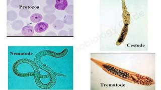 Introduction to Medical Parasitology lecture [upl. by Blakely]