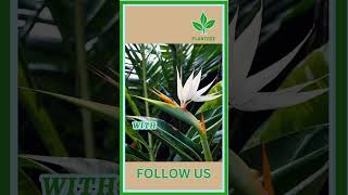 White Bird of Paradise Soil plant indoorplants garden houseplants gardening plantcare [upl. by Alban]