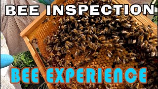 Bee Inspection Bee Experience [upl. by Horick103]