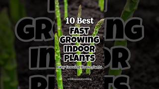 Best fast growing houseplants  Fast growing plants from cuttings short propagation plants [upl. by Anilas]