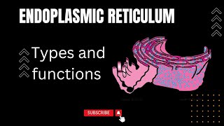 Endoplasmic Reticulum in urdu hindi and English Rough and smooth Endoplasmic Reticulum Cisternae [upl. by Castora]