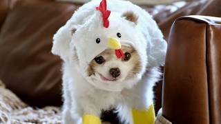 Cute Pomeranian Dogs dress up as chickens for halloween 2024 [upl. by Artemas]