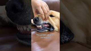 The golden retriever with cool titanium teeth animals love shorts [upl. by Sadie382]