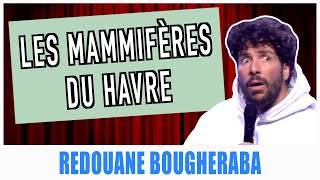 LES MAMMIFÈRES DU HAVRE  REDOUANE BOUGHERABA [upl. by Valeda]