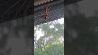 蛛蜂Pompilidae與白額高腳蛛Giant Huntsman SpiderTaipei Zoo [upl. by Teodoro]