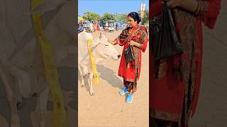 ३३ करोड़ देवी देवता निवास करते है गौ माता के शरीर में🐂🙏🚩 cow bhakti help respect maa animals [upl. by Annayak]