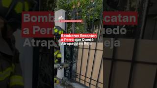 Bomberos rescatan a perro que quedó atrapado en reja en Monterrey  N Shorts [upl. by Melnick]