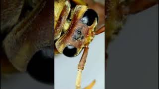 Wasp Anatomy Simple Eye Spots Ocelli [upl. by Thetos]