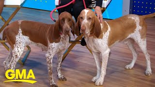 Bracco Italiano becomes 200th dog breed to join American Kennel Club l GMA [upl. by Dione91]