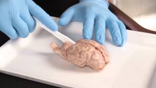 Carolina Quick Tip® Sheep Brain Dissection [upl. by Amadeo]