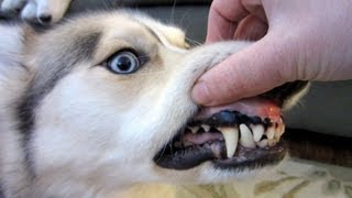 Should I brush My Dogs Teeth [upl. by Yruam]