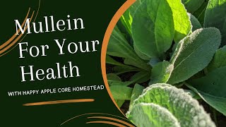 Fascinating Mullein Health Benefits [upl. by Jona]