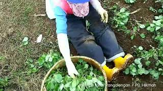 Hasil Panen Berlipat Tanam Kubis Rapat Double Row di Raised Bed hikmahfarmpangalengan [upl. by Jeannine]