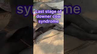 Downer cow syndrome l dr Umar khan [upl. by Grodin690]