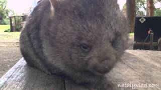 Вомбаты в Австралии  Wombats in Australia [upl. by Casta]