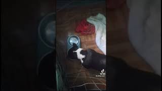 23 Budy mi boston terrier comiendo croquetas perfect sense cachorro razas pequeñas bostonterrier [upl. by Nhar]