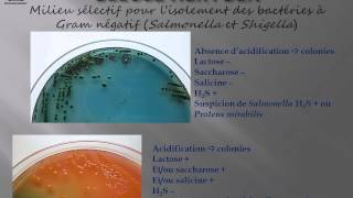 Microbiologie médicale  milieux disolement sélectifs des bactéries à gram négatif [upl. by Novyad141]