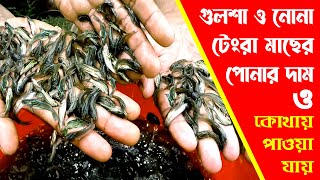 গুলশা ও টেংরা মাছের পোনার দাম ও কোথায় পাওয়া যায়। টেংরা চাষ পদ্ধতি।Tangra Fish Cultivation [upl. by Infeld]