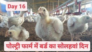 Day 16 of Broiler Poultry Farming  Broiler Chicken Farming [upl. by Annairam764]