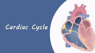 cardiac cycle [upl. by Ahsetra638]