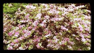 Our Variegated Weigela Is In Full Bloom Beautiful Bush  Shrub [upl. by Gorton]