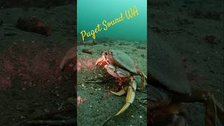 Puget Sound Washington 🐟🐠🦀🌊🤿 marinelife scubadiver pugetsound washington adventuresport [upl. by Walters]