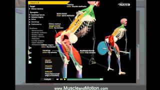 How to Deadlift Properly 3D Animation of Muscles in Motion [upl. by Sellihca]