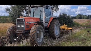 GruberowanieAgregatowanie Rzepaczyska Massey Ferguson 3080🔊 z Agregatem Ścierniskowym Staltech [upl. by Baras]