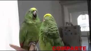 Loros cantando quotAlabare a mi señorquot [upl. by Noyahs]