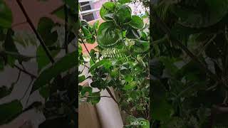 Spiral aralia plant  in my garden youtubeshorts [upl. by Orutra]