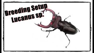 Setup Lucanus species [upl. by Martica414]