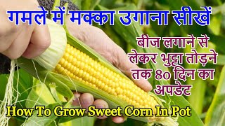 गमले में मक्का या कॉर्न कैसे उगाएं  How To Grow Sweet Corn In Pot in Hindi [upl. by Ycnej]