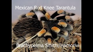 Mexican Red Knee Tarantula Brachypelma SmithiHamorii [upl. by Sholley]